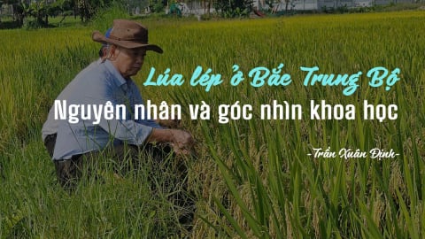 Lúa lép ở Bắc Trung bộ: Nguyên nhân và góc nhìn khoa học