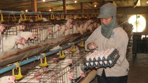 Tin giả, tổn thất thật: Trứng gà nội địa xuống giá còn 1.100 đồng/quả