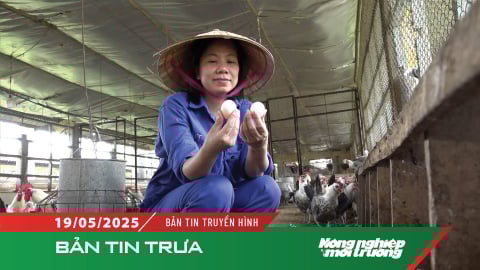 Đề nghị xử lý nghiêm những đối tượng tung tin 'trứng gà giả'