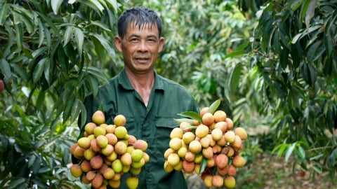 850ha vải lai chín sớm chuẩn bị thu hoạch