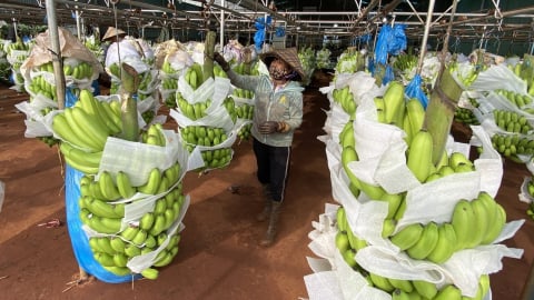 Gia Lai ứng dụng công nghệ cao vào canh tác chuối xuất khẩu