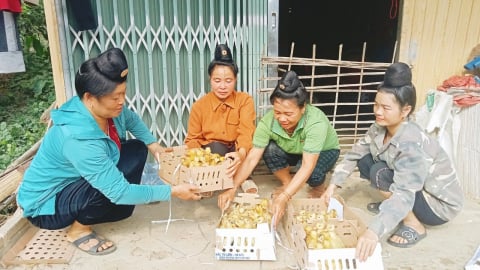 Phụ nữ Điện Biên đổi mới để phát triển bền vững