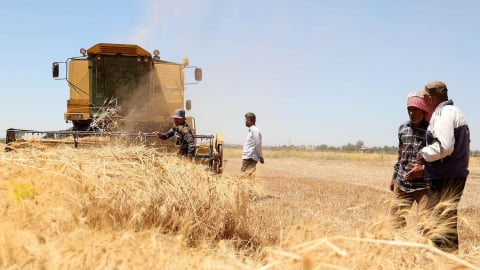 Syria mong chờ ngành nông nghiệp ‘hồi sinh’ sau tuyên bố Mỹ dỡ bỏ trừng phạt