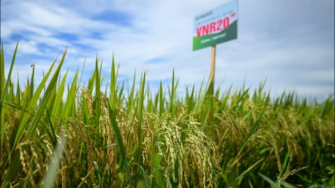 Những cánh đồng 'vượt nắng, thắng mưa' trong vụ đông xuân 2025 ở Nghệ An