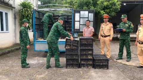 Bắt nhiều vụ buôn lậu gia cầm giống, vì sao khó khởi tố?