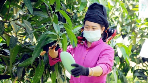 10 năm thay đổi cục diện nhờ trồng cây ăn quả trên đất dốc