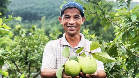 Trồng ổi Hoành Bồ hướng hữu cơ cho thu nhập 300 triệu/ha