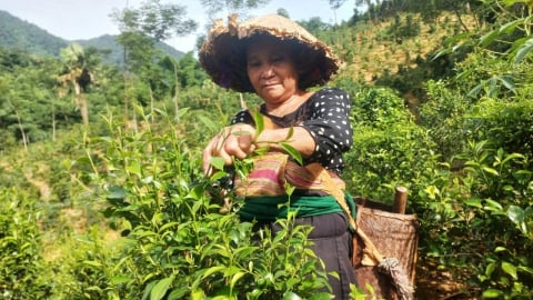 Hồi sinh chè cổ Tán Ma