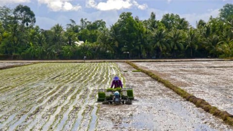 Nông dân ĐBSCL chủ động ứng phó thời tiết, kỳ vọng vụ sản xuất bội thu