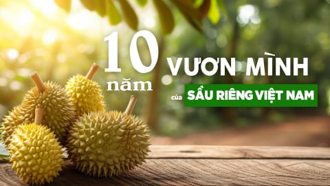 10 năm vươn mình của sầu riêng Việt Nam