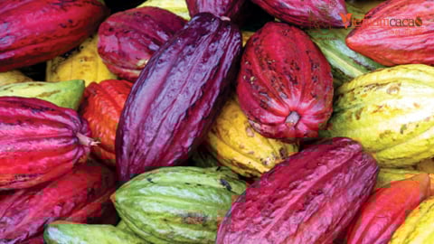 Low risk, high potential: EUDR opens doors for Vietnam’s cocoa industry