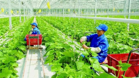 Tiêu chí nghiêm ngặt về vùng nông nghiệp ứng dụng công nghệ cao