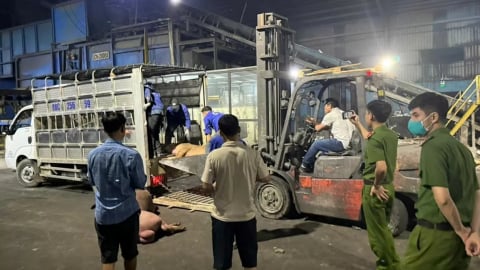 Hàng tấn lợn chết, bốc mùi hôi thối đang tuồn đi tiêu thụ