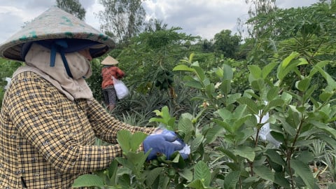 Vĩnh Long mới giải ngân gần 24% vốn Chương trình giảm nghèo