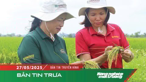 Ngọc Nương 9 - Khẳng định ưu thế giống lúa chất lượng cao