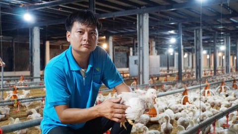 Tây Ninh siết chặt an toàn dịch bệnh, hướng tới vùng chăn nuôi xuất khẩu