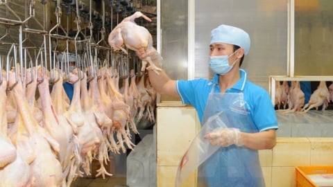Thừa cung, thiếu cầu với gia cầm Việt Nam