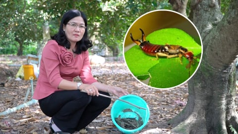 Dùng thiên địch bảo vệ vườn cây ăn trái