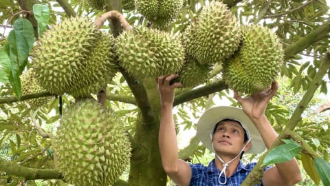 Đồng Tháp - Tiền Giang hợp nhất sẽ có 305 đơn vị hành chính cấp xã