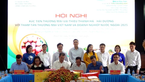 Thanh Hà liên kết doanh nghiệp, HTX để quả vải vươn xa