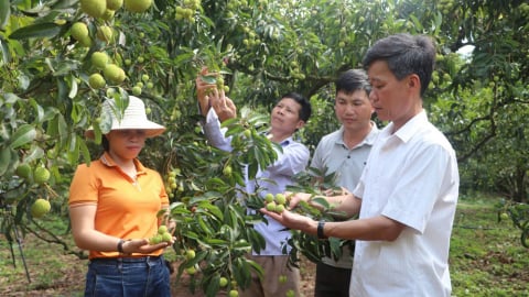 Trồng vải thiều VietGAP, GlobalGAP đáp ứng nhu cầu xuất khẩu