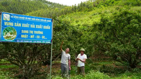 Giữ vững 49 mã số vùng trồng vải thiều