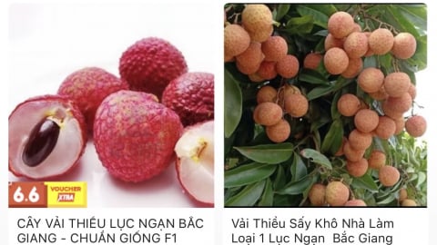 Vải thiều Lục Ngạn phủ sóng sàn thương mại điện tử