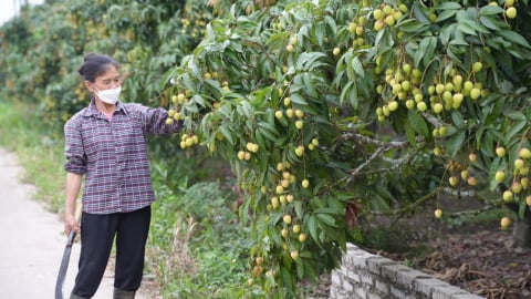 Tăng cường kiểm tra cơ sở kinh doanh vật tư nông nghiệp trước vụ vải thiều