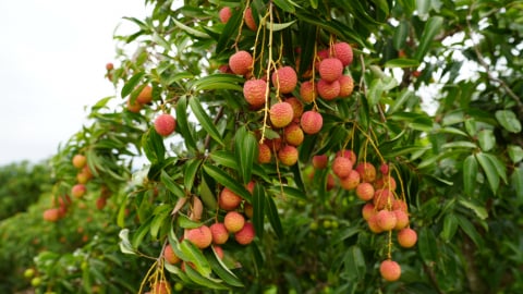 Bệ phóng cho sản phẩm OCOP Bắc Giang vươn xa