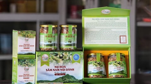 Sâm tiến Vua hồi sinh trên đất Liên Chung