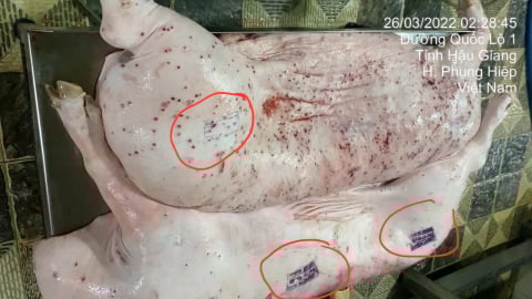 Heo bệnh phải tiêu hủy, lại đóng dấu đã kiểm soát giết mổ của thú y