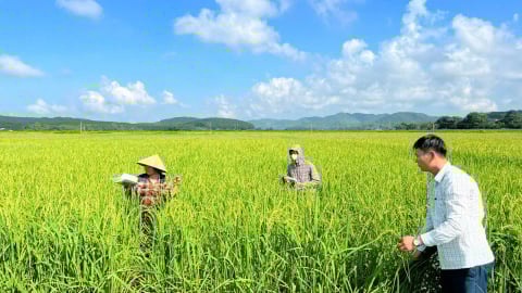 Quy định mới về khôi phục lại tình trạng ban đầu của đất