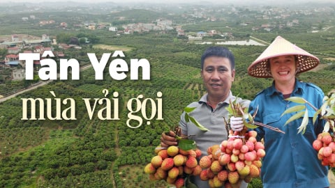Tân Yên, mùa vải gọi