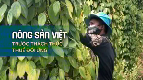 Hồ tiêu vẫn làm chủ cuộc chơi