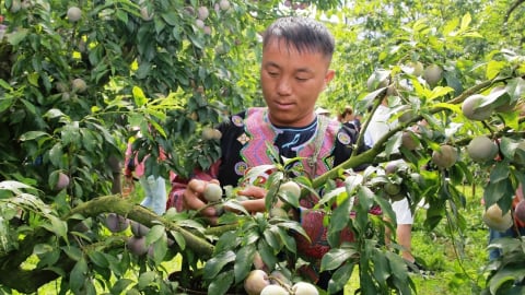 Nghìn người thi hái mận trên cao nguyên Mộc Châu