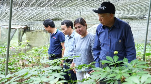 Ươm mầm dược liệu dưới tán rừng