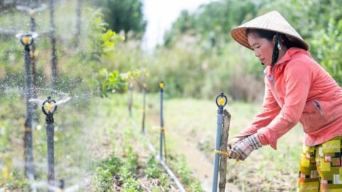 Phụ nữ thích ứng với biến đổi khí hậu, bảo vệ sinh kế bền vững