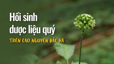 Hồi sinh dược liệu quý trên cao nguyên Bắc Hà
