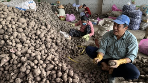 'Vương quốc khoai lang' lao đao vì sâu đục củ