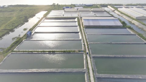 Tái cấu trúc vùng nguyên liệu gắn với nhu cầu thị trường