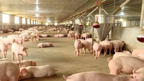 [Bài 1] Heo khỏe, trại sạch nhờ công nghệ số