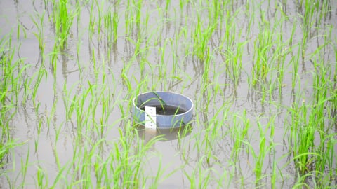 Mở rộng mô hình tưới ngập - khô xen kẽ