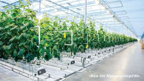 Tăng hiệu quả đầu tư vào nông nghiệp, nông thôn trong bối cảnh mới