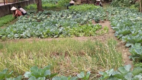 Phụ nữ Điện Biên lan tỏa mô hình vườn rau sạch