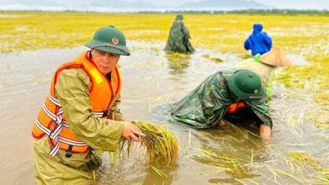 Bộ đội giúp nông dân gặt lúa ‘chạy lũ’