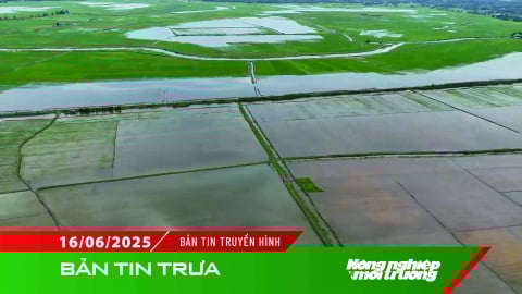 Quảng Trị cần 130 tấn giống lúa để gieo lại vụ hè thu