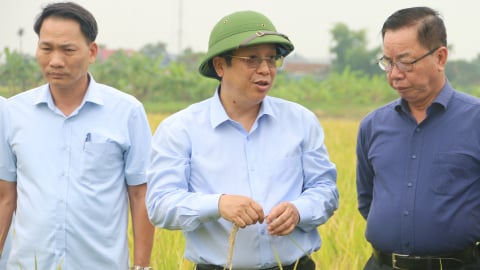 Hải Phòng và Thái Bình được mùa vụ lúa Xuân 2025