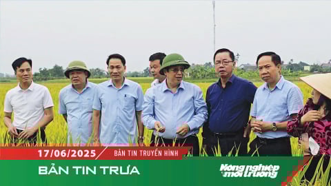 Vụ đông xuân thắng lợi ở nhiều tỉnh phía Bắc