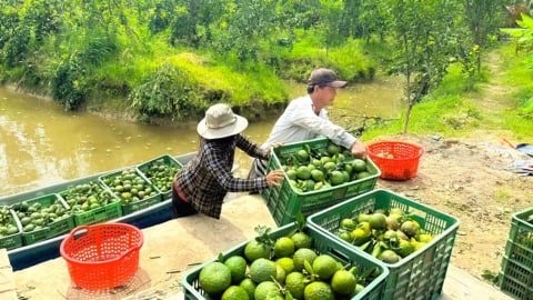 Trái cây rớt giá, nông dân lao đao