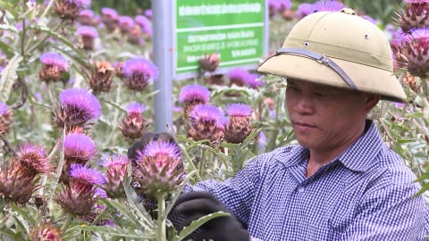 Artiso Sa Pa: Từ cây dược liệu vườn nhà đến thương hiệu quốc gia